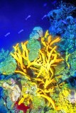 Yellow Sponges At Depth