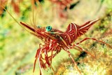 Camel Shrimp Rhynchocinetes durbanensis