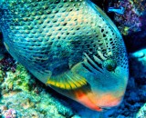 Yellowmargin Triggerfish Eating w/ Cleaner Looking 