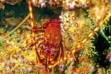 Small Lobster On a Cave 