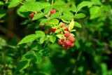 Wild Berries