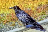 American Crow Or Raven? 