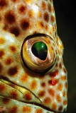 Eye of Grouper Inside Cave 