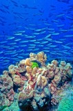 Millions Of Fish And Beautiful Corals 