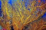 Gorgonian 