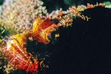 Scorpionfish, Scorpaenopsis venosa