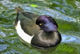 Hidding From The Cold Wind: Tufted Duck