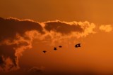 Sunset Patrol