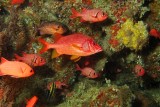 Plenty Of Different Red Fish On A Cave 