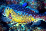 Bluespotted Boxfish Ostracion immaculatus 