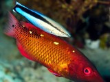 Diana Hogfish And Cleaner Wrasse Moving 