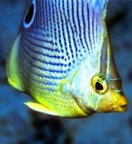 Four Eyed Butterflyfish Chaetodon capistratus Frontal