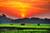 Sunset On The Yellow Mustard Fields