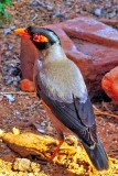 Very Colourful Bird- Bank Myna (Acridotheres ginginianus)