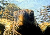 Serious Baby Turtle Frontal