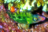 Emerald Wrasse Centrolabrus trutta