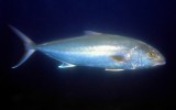 Greater Amberjack, Seriola dumerili