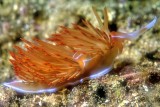 Orange Nudibranch, Dondice banyulensis