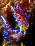 A Nudibranchs Couple, Cratena peregrina