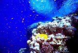 The Most Fabulous Coral Reef 