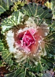 Christmas Flower