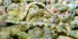 Two Pipefish 