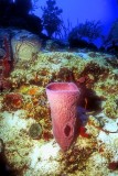 Young Giant Barrel Sponge 
