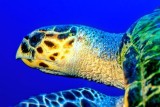 Hawksbill Turtle Swimming Close