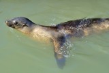 Sea Lion In Harbour