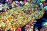 Guinean Flounder, Bothus guibei,