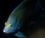 Semicircle Angelfish in a Cave