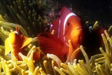 Spinecheck Anemonefish With Company