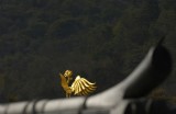 A Glimpse Of The Gold