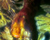 Madeira Rockfish, Scorpaena madeirensis