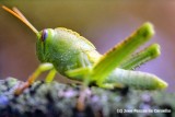 Strange Grasshoper