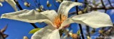 Primavera