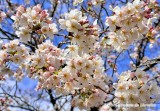 Sakura, Sakuras