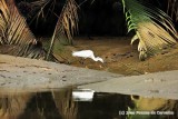 Egret In Swamps