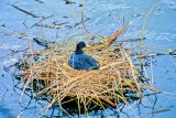 Waterchicken On The Nest