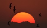 The Sunset Squadron