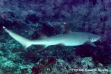 Whitetip Shark Near Black Coral 