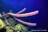 Tubular Purple Sponge on The Deep Side of Reef