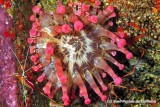 Pink Club Tipped Anemone With Guests  