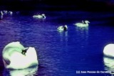 Infrared Swans
