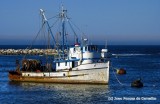 Fishing Boat With Seal On Anchor