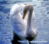 Joao de Deus Swan