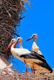 Young White Storks at Church Nest