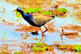 Bronze-winged Jacana 'Metopidius indicus'