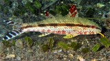 Freckled Goatfish, Upeneus tragula