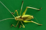 Green Grashopper